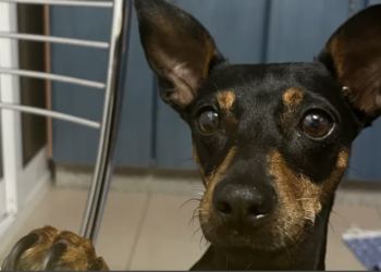 Lanza un crowdfunding para pagar la quimio de su perra Mika