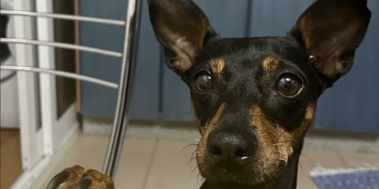 Lanza un crowdfunding para pagar la quimio de su perra Mika