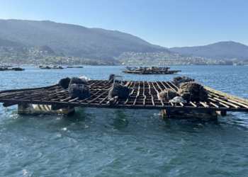 Luz verde al cultivo experimental de alga kombu en la ría de Vigo