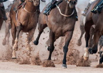 Herido un jinete tras ser atropellado por un bus con 70 viajeros