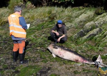 Hallazgo insólito en la Ría: aparece varado un ejemplar de cachalote pigmeo