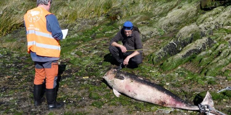 Hallazgo insólito en la Ría: aparece varado un ejemplar de cachalote pigmeo