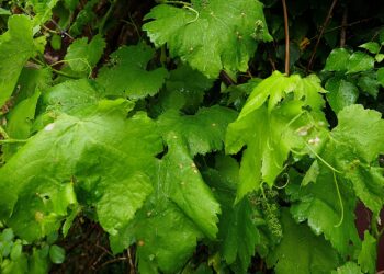 A Deputación aconsella extremar a vixilancia das viñas ante o aumento previsto das temperaturas