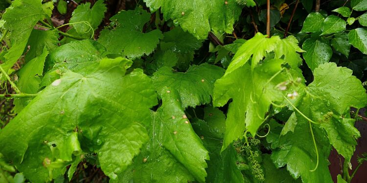 A Deputación aconsella extremar a vixilancia das viñas ante o aumento previsto das temperaturas