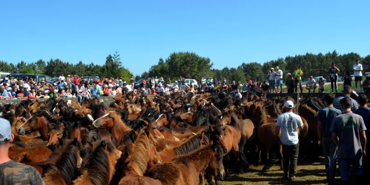 O curro da Valga estrena a tempada en Oia