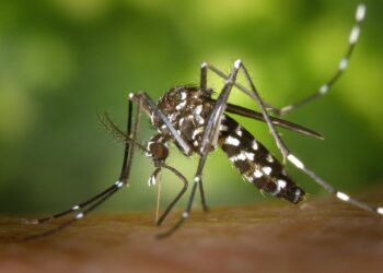 Sanidade no tiene constancia de la presencia de mosquito tigre, aunque prevé su llegada tras las altas temperaturas