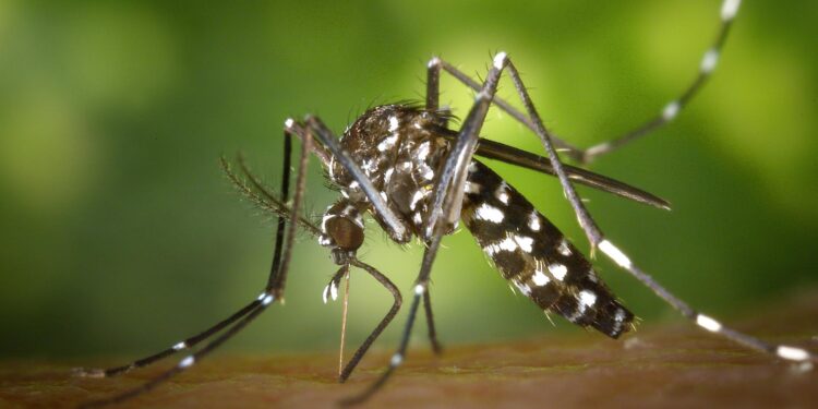Sanidade no tiene constancia de la presencia de mosquito tigre, aunque prevé su llegada tras las altas temperaturas