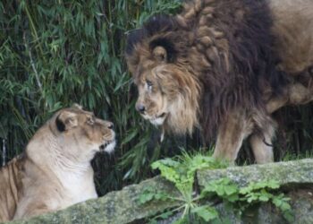 Muere la última leona del zoo