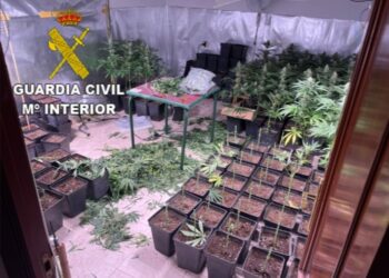 Cazan a tres personas con una completa plantación de marihuana