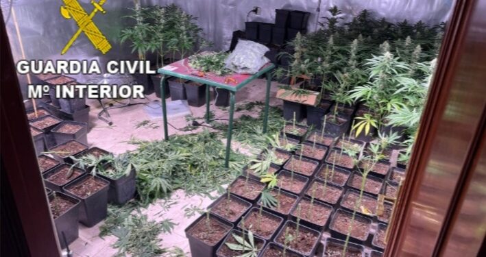 Cazan a tres personas con una completa plantación de marihuana
