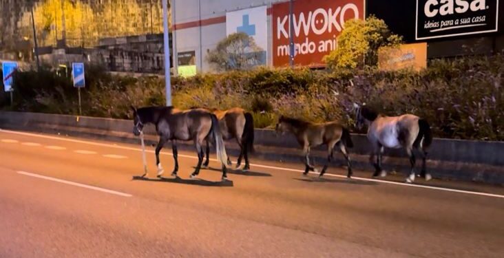 Peligro en la autovía en Vigo: cuatro caballos irrumpen en la calzada