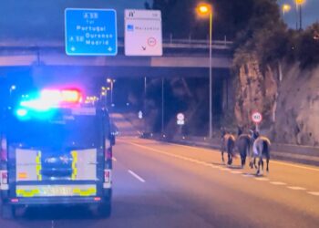 Peligro en la autovía en Vigo: cuatro caballos irrumpen en la calzada