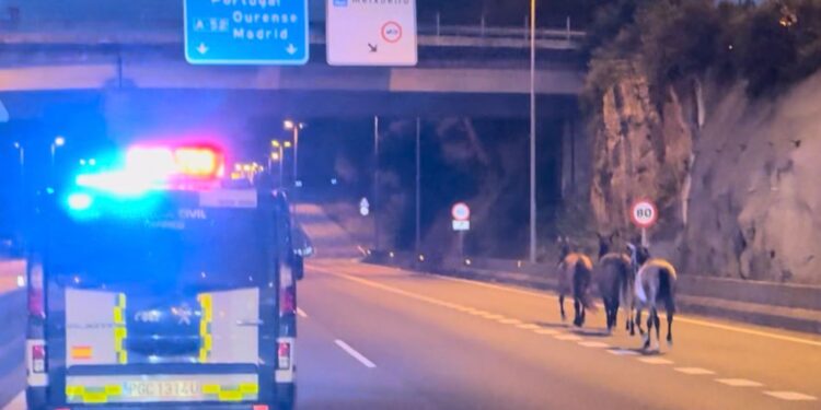 Peligro en la autovía en Vigo: cuatro caballos irrumpen en la calzada