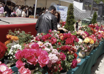 festa da rosa de Mos