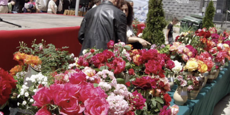 festa da rosa de Mos