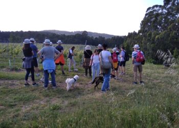 Experiencia de enoturismo ´petfriendly´ para recorrer y conocer una bodega de O Rosal