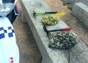 Sorprendidos dos furtivos con cinco kilos de almejas extraídas en una playa de Vigo