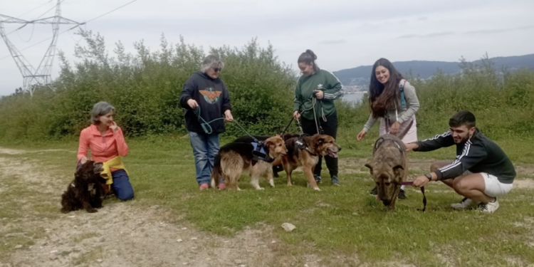 La Protectora de Animales de Vigo no se moverá de A Madroa