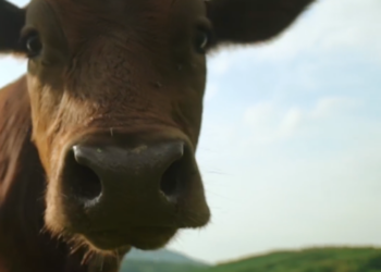 La ‘bosta’ de Maruxiña tiene premio