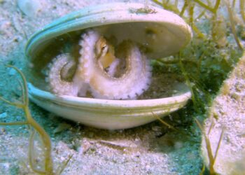 Investigadores de Vigo revelan nuevos datos sobre el ciclo de vida del pulpo