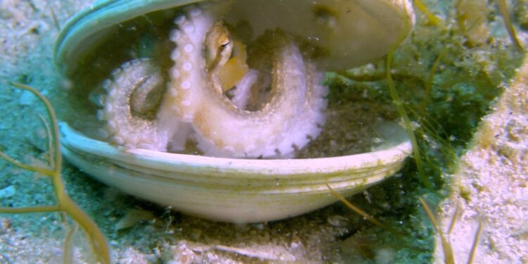 Investigadores de Vigo revelan nuevos datos sobre el ciclo de vida del pulpo