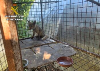 Descubren un zorro enjaulado en O Rosal