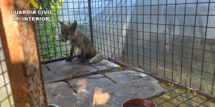 Descubren un zorro enjaulado en O Rosal