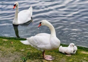 Sorprendidos dos individuos tras intentar robar una cría de cisne