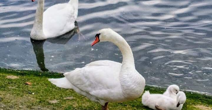 Sorprendidos dos individuos tras intentar robar una cría de cisne