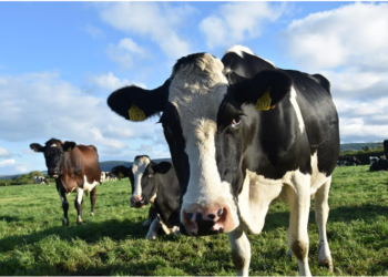 El encarecimiento de los fertilizantes castiga a las granjas gallegas