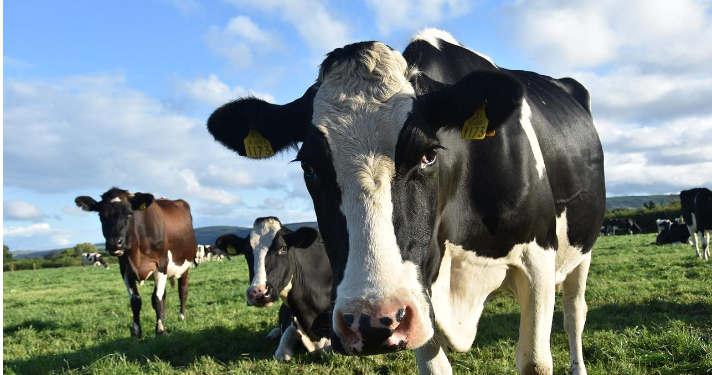 El encarecimiento de los fertilizantes castiga a las granjas gallegas