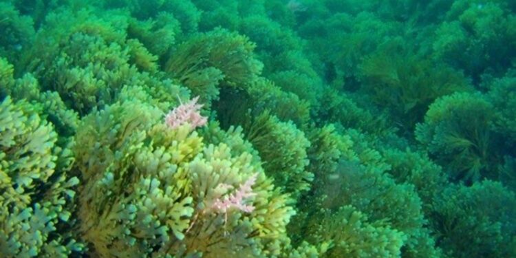 Un alga asiática invasora aparece en la Ría de Vigo