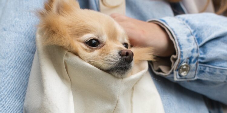 Vigo suma un nuevo centro comercial a la red ‘pet friendly’