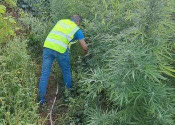 Un dron permite incautar 50 plantas de marihuana en dos fincas de Salvaterra