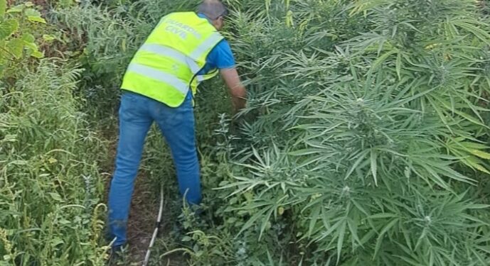 Un dron permite incautar 50 plantas de marihuana en dos fincas de Salvaterra