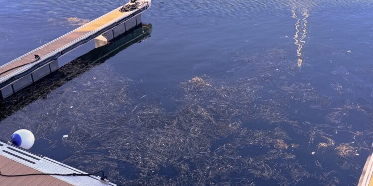 Imagen deplorable en el puerto