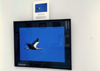 Las aves en libertad de Nicolás Otero