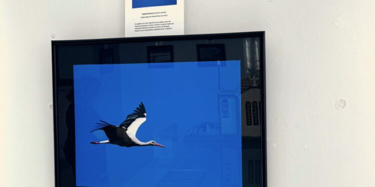 Las aves en libertad de Nicolás Otero