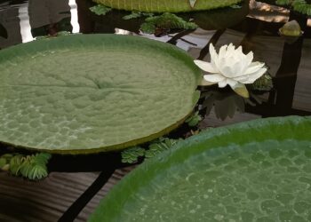 La flor más famosa de Vigo abre sus pétalos