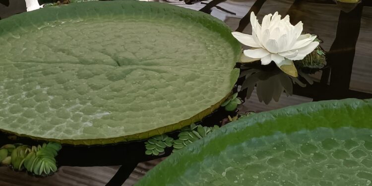 La flor más famosa de Vigo abre sus pétalos