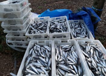 La Romaría do Pan de Millo llena Cabral de sabor y tradición