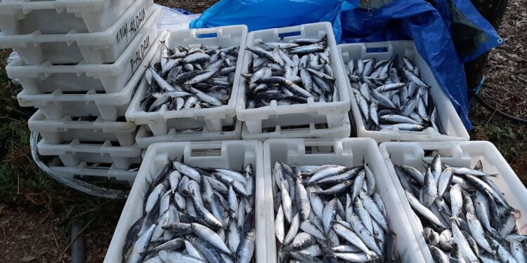 La Romaría do Pan de Millo llena Cabral de sabor y tradición