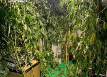 El fuerte olor delata un cultivo de marihuana en Moaña con plantas de más de dos metros