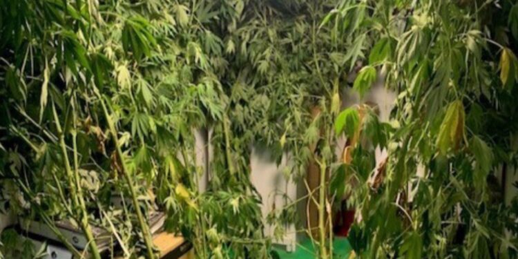 El fuerte olor delata un cultivo de marihuana en Moaña con plantas de más de dos metros