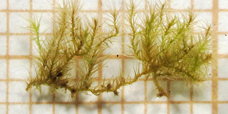 Descubren una especie de musgo única en Galicia