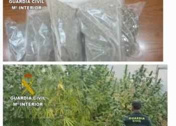 Investigado tras intervenirle nueve plantas de marihuana y cuatro kilos de cogollos