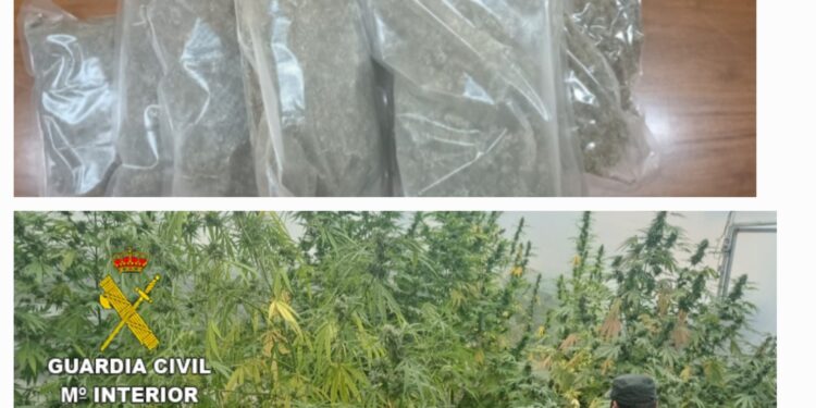 Investigado tras intervenirle nueve plantas de marihuana y cuatro kilos de cogollos