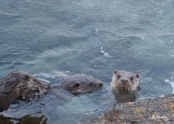 Las nutrias gallegas, reinas de las Illas Atlánticas