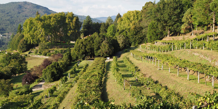 El castillo de Soutomaior también da vino
