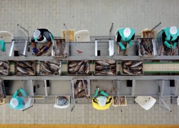 Anfaco anima a todo el sector a concurrir al PERTE Mar-Industria